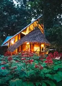 Tree House Image